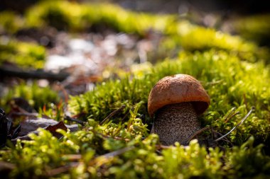 Yosun ormanında küçük turuncu mantar. Vahşi ormanda büyüyen Boletus.
