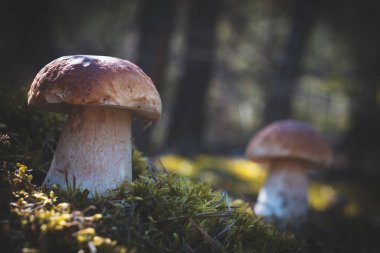 Yosun ormanında iki kahverengi mantar. Kraliyet Porcini yemeği. Vahşi ormanda büyüyen Boletus.