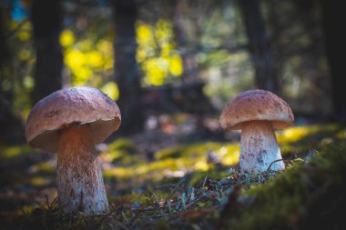 Ormanda iki büyük kahverengi mantar. Kraliyet Porcini yemeği. Vahşi ormanda büyüyen Boletus.