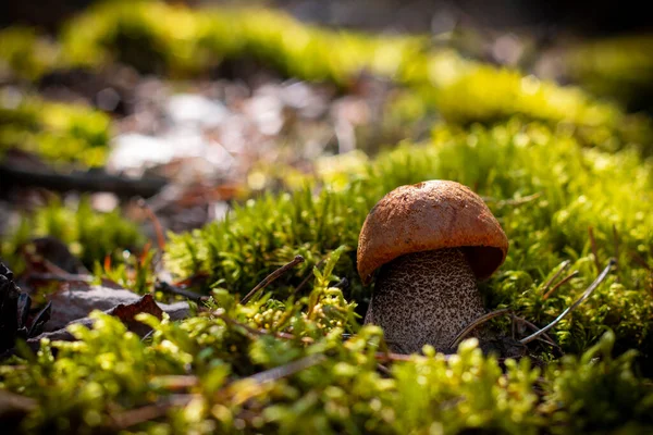 Piccolo Fungo Berretto Arancione Foresta Muschio Boleto Che Cresce Legno — Foto Stock