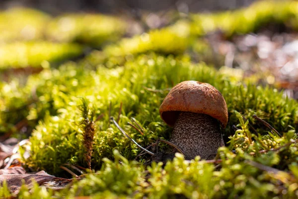 Fungo Piccolo Tappo Arancione Legno Muschio Boleto Che Cresce Nella — Foto Stock