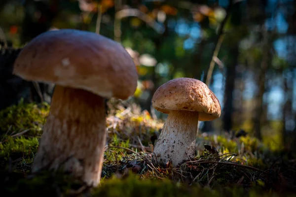 Dvě Velké Hnědé Houby Lese Královské Porcini Jídlo Boletus Rostoucí — Stock fotografie