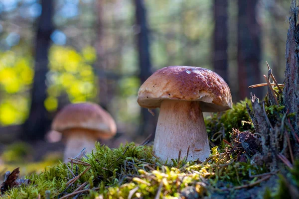 Tahtada iki kahverengi mantar. Kraliyet Porcini yemeği. Vahşi ormanda büyüyen Boletus