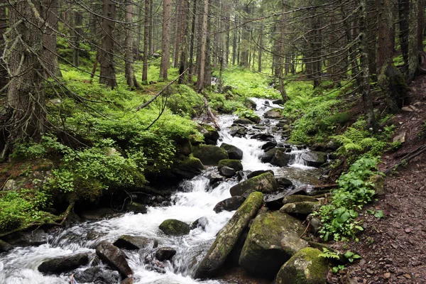 Rio da floresta montanhosa — Fotografia de Stock