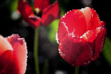 Kırmızı lale çiçek bahar