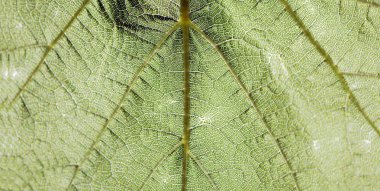 yaprak yeşil arka plan