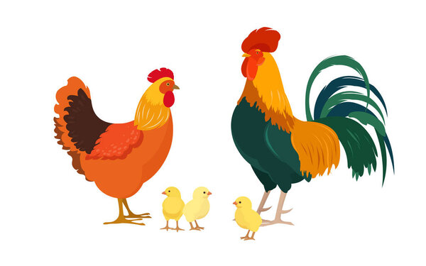  Illustration of cock, hen and little chickens. Poultry farm characters. 