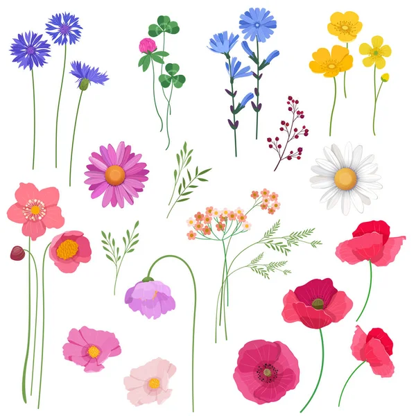 Conjunto Flores Silvestres Plantas Elementos Diseño Para Tarjetas Invitaciones Boda — Vector de stock