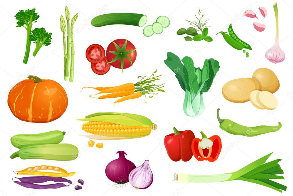 Big set of different vegetables in a realistic style. Fresh vegetables for healthy food. Vector illustration