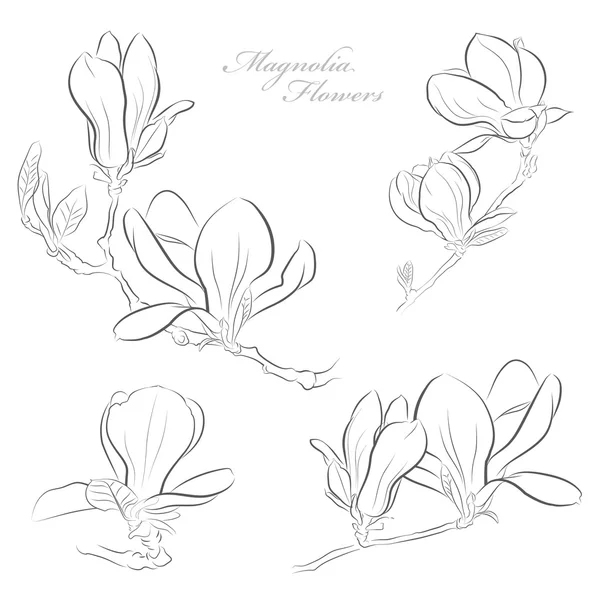 Magnolia flores — Vetor de Stock