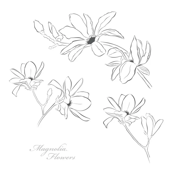 Magnolia λουλούδια — Διανυσματικό Αρχείο