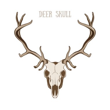 Deer Skull clipart
