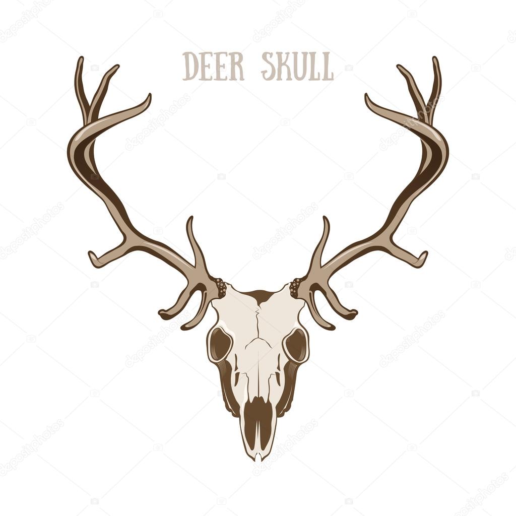 Череп оленя — Векторное изображение © Bienchen #73693435