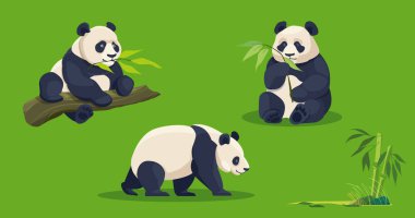 Yeşil arka planda bambu dalları olan dinamik pozlar veren dev pandalar. Vektör illüstrasyonu