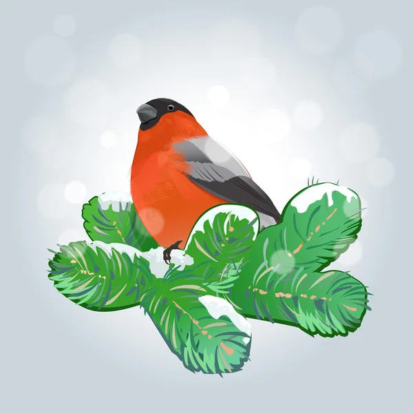 Bullfinch on Pine Branch — Stock Vector