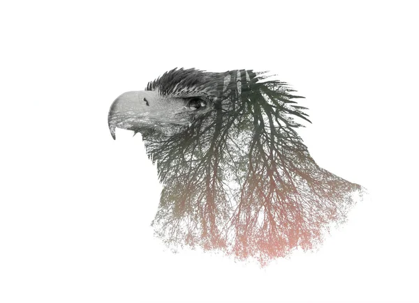 Retrato de dupla exposição de Águia e ramo de árvore — Fotografia de Stock