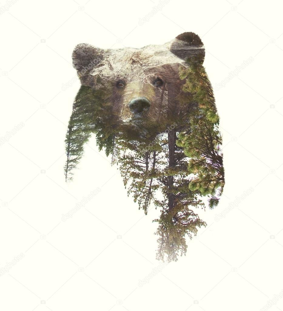 Double Exposure Portrait of Bear and Green Forest on White Background