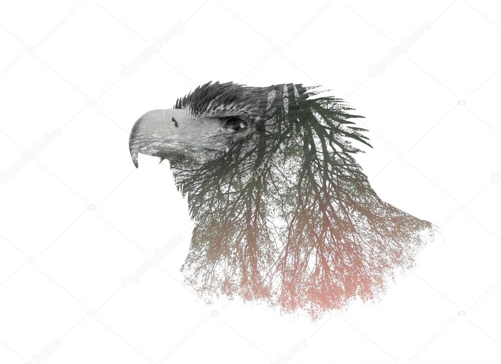 Double Exposure Portrait of Eagle and Tree Branch