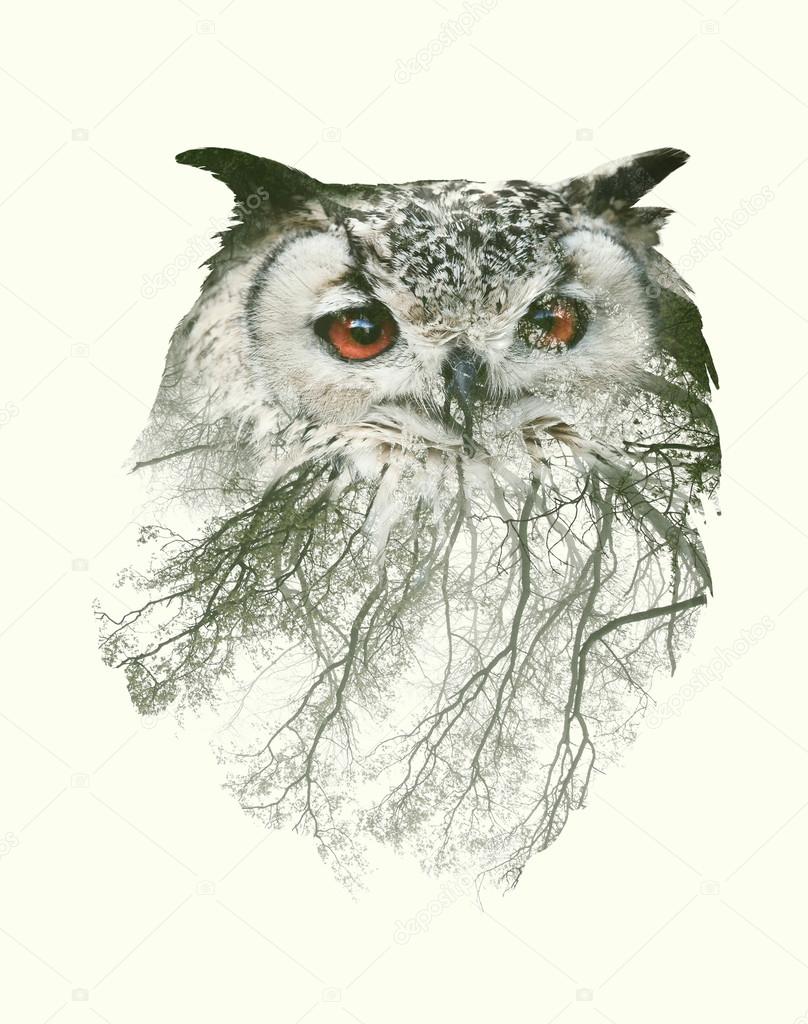 Double Exposure Portrait of Owl and Tree Branch