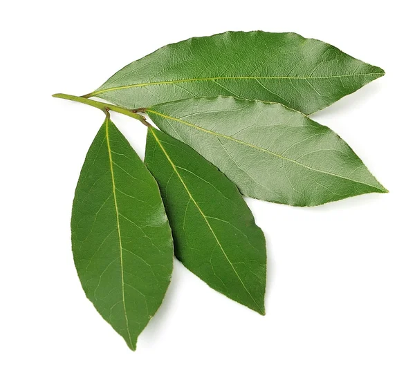 Laurel leaf isolated — Stock Photo, Image