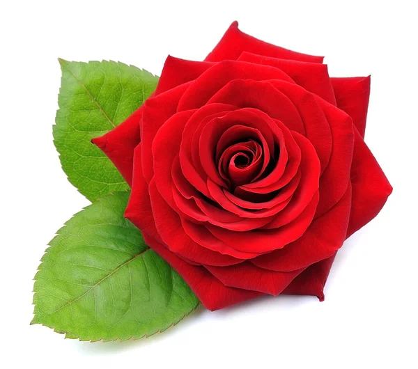 Red rose isolated — Stock Photo, Image