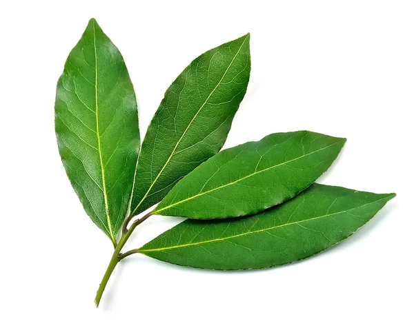 Bay leaf on a white background — Stock Photo, Image