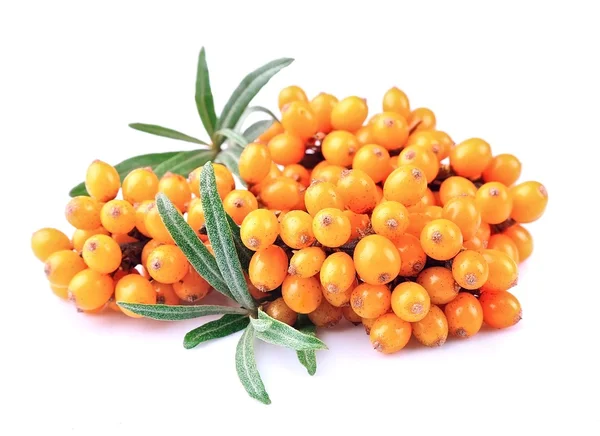 Ramo mar-buckthorn fechar — Fotografia de Stock