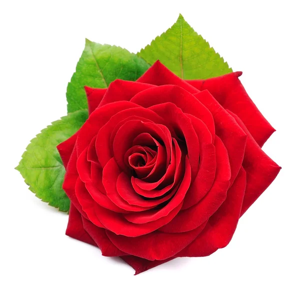 Rose rouge simple avec des feuilles — Photo