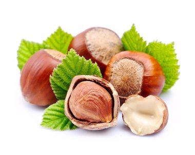 Fındık ceviz yaprağı