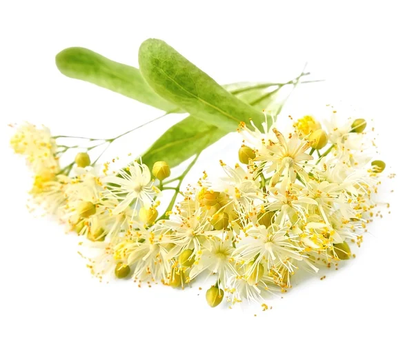 Linden flowers close up — Stock Photo, Image