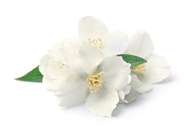 Jasmin çiçek yakın çekim