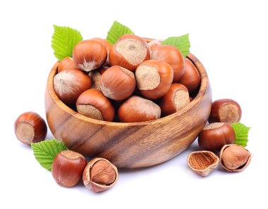 Fındık ceviz yaprağı 