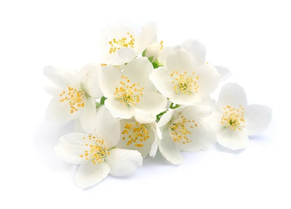 Жасмин білий квіти — стокове фото