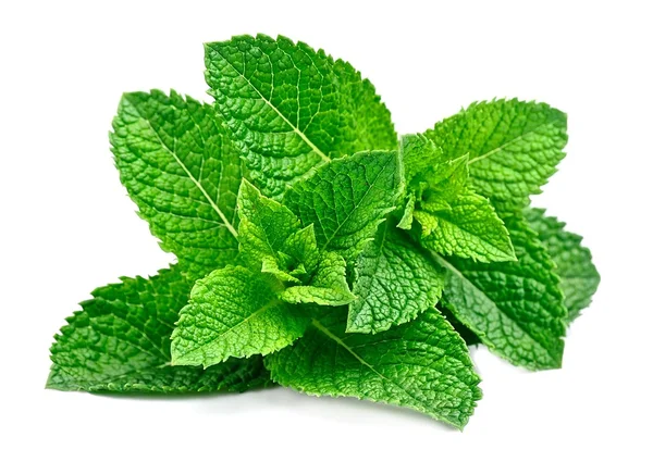 Hoja de menta de cerca — Foto de Stock