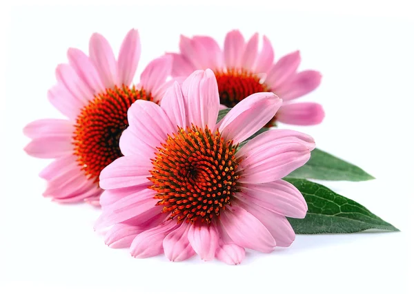 Echinacea flores de perto — Fotografia de Stock