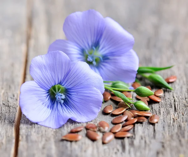 Sementes de linho com flores — Fotografia de Stock