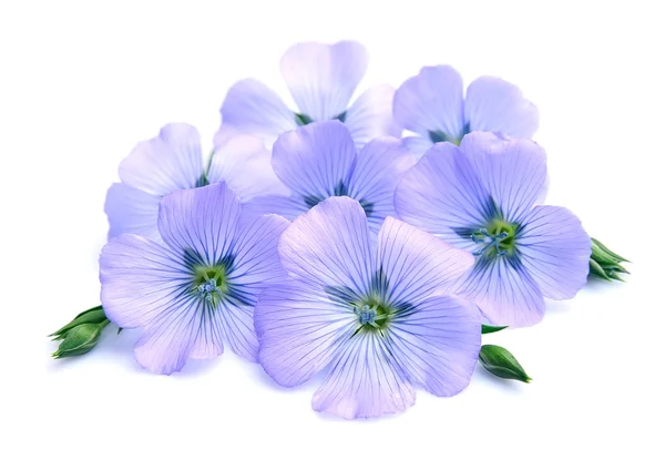 Len kék virágok — Stock Fotó