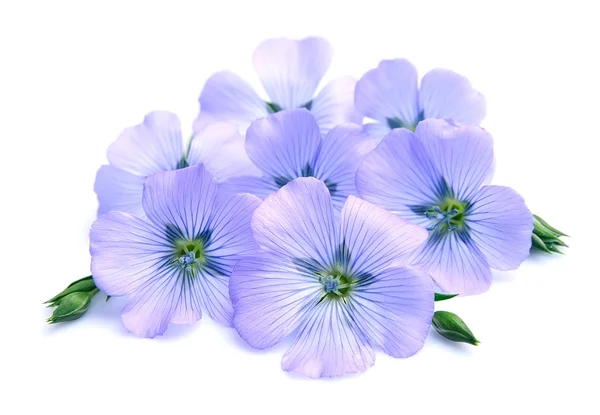 Flax blue flowers — Stock Photo, Image