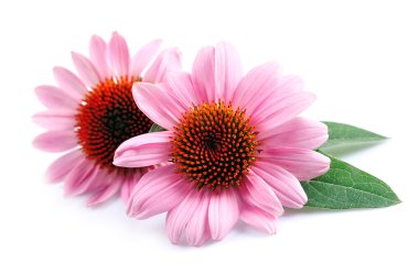 Echinacea flowers close up  clipart