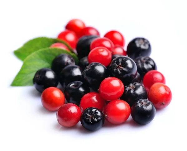 Schwarze Preiselbeere und Viburnum. — Stockfoto