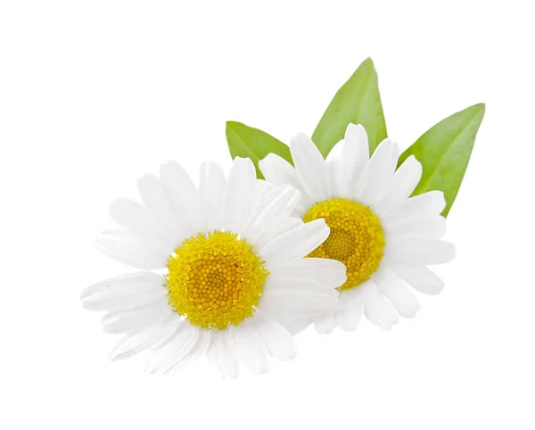 Wilde Kamille Met Bladeren Geïsoleerd Witte Achtergronden Witte Bloem Witte — Stockfoto