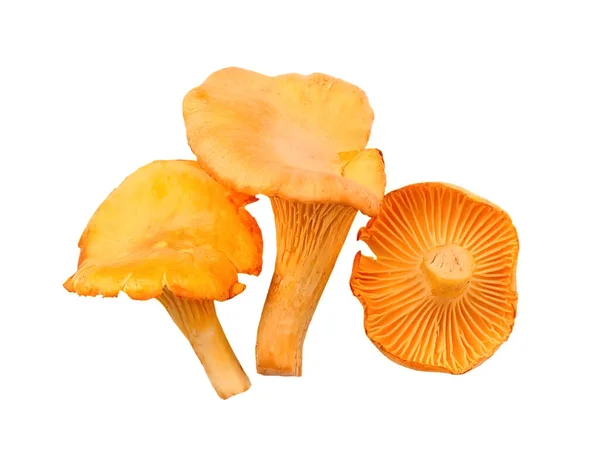 Chanterelle Mushrooms Isolated White Backgrouds — ストック写真