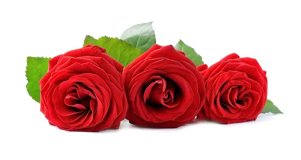 Beautiful Red Rose Leaves White Backgrounds — Stock Photo, Image