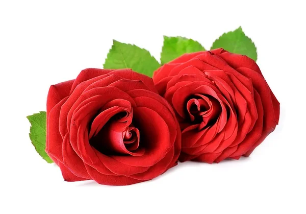 Two Red Rose Flower Leaves White Backgrounds — Stock Photo, Image