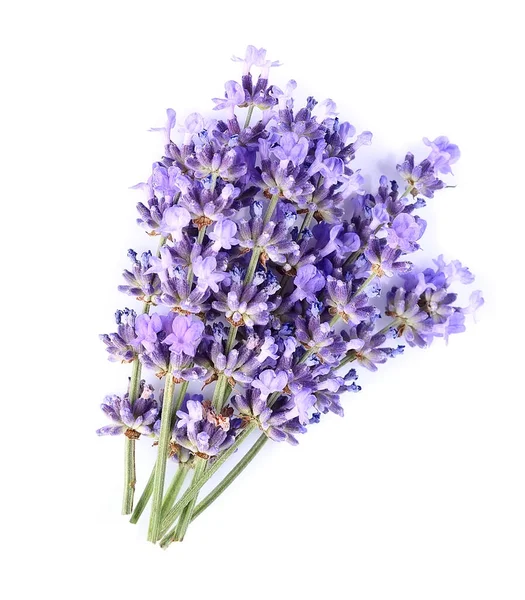 Lavendel Blumen Auf Weißem Hintergrund — Stockfoto