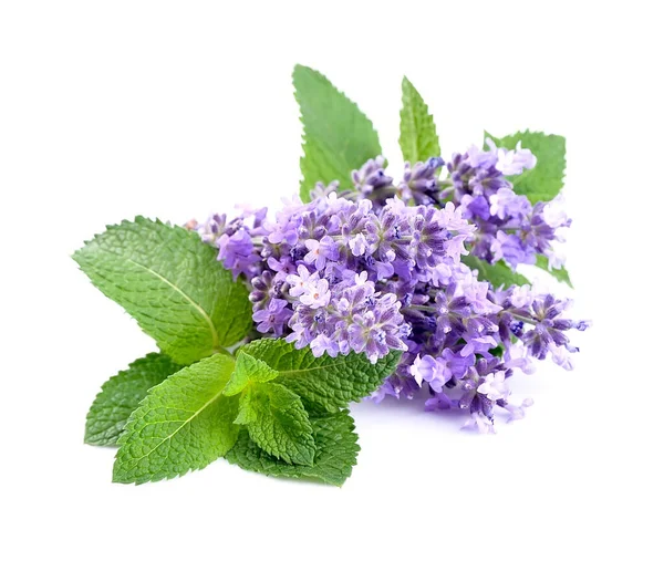 Lavendelblüte Und Minzblätter Auf Weißem Hintergrund — Stockfoto