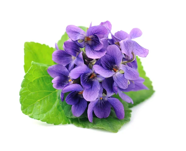 Wilde Violette Blüten Mit Blättern Auf Weißem Hintergrund — Stockfoto