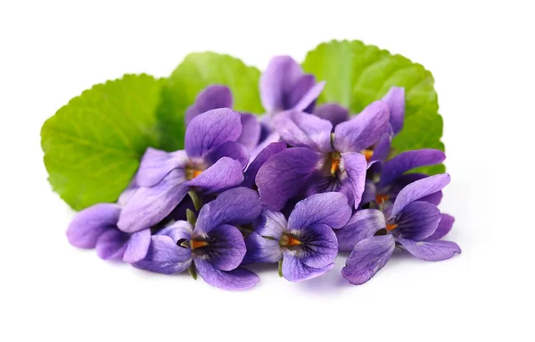 Wilde Violette Blüten Mit Blättern Auf Weißem Hintergrund — Stockfoto