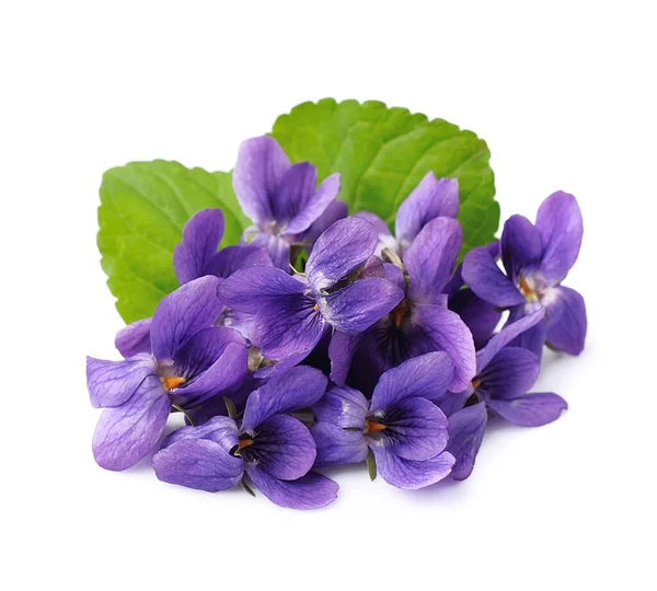 在白色背景上隔离的紫罗兰野花 — 图库照片