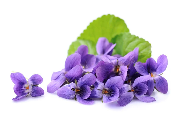 Fiore Viola Selvatico Con Foglie Sfondo Bianco — Foto Stock